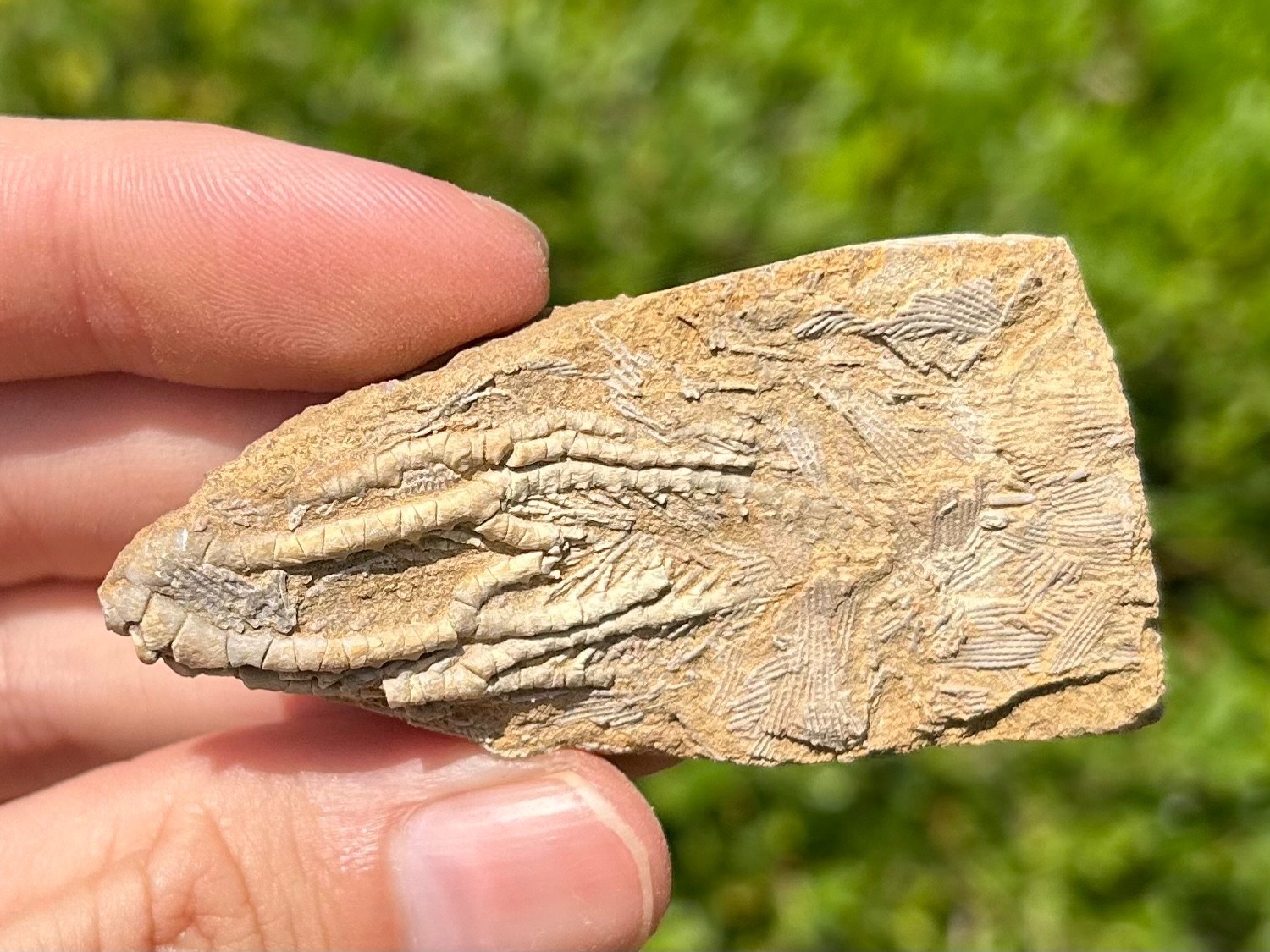 NICE Fossil Crinoid in Matrix Aphelecrinus Alabama Bangor Limestone Formation
