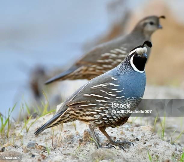 12+ California Valley Quail Eggs