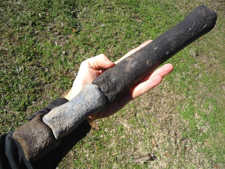 Horse Leg Mount Florida Fossil Ice Age Extinct Equus Hoof Bones Tooth