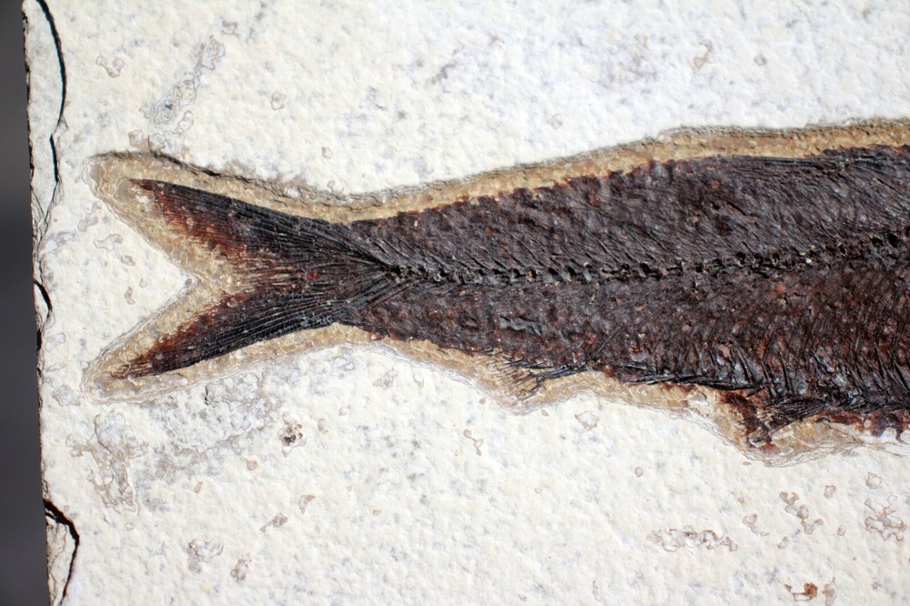 Fossil Fish • Knightia eocena • 5.5"