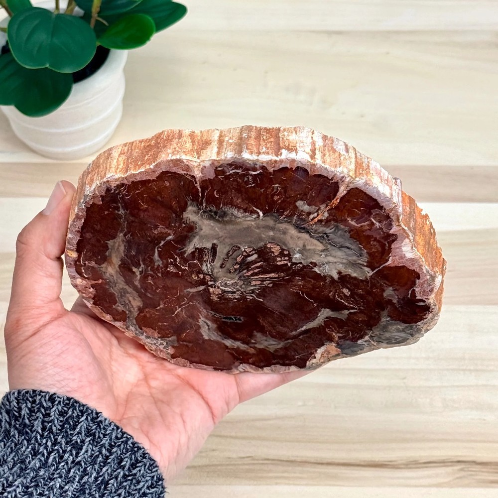 Petrified Wood Slab B