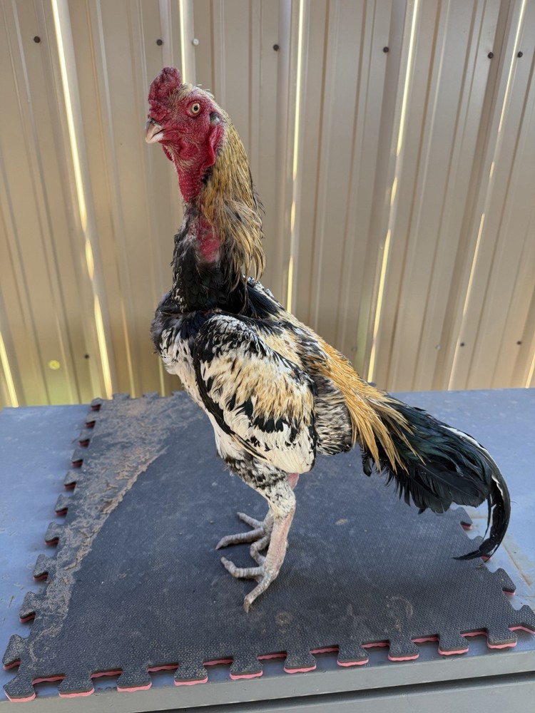 Chicken farm