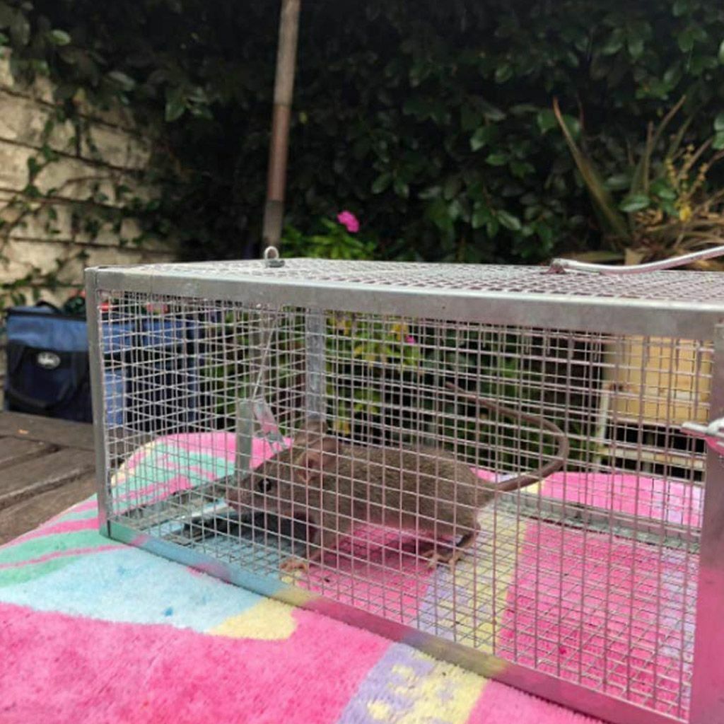 1-3x Live Humane Cage Trap For Squirrel Chipmunk Rat Mice Rodent Animal Catcher