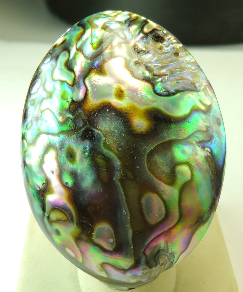 Abalone Ring Huge Adjustable Cocktail Statement Wedding Mother of Bride