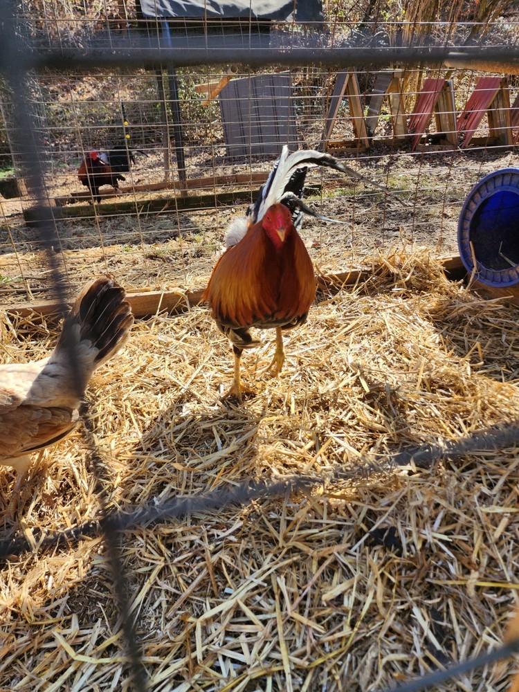 GT FARM|| Dozen Fertilized Hatching Eggs