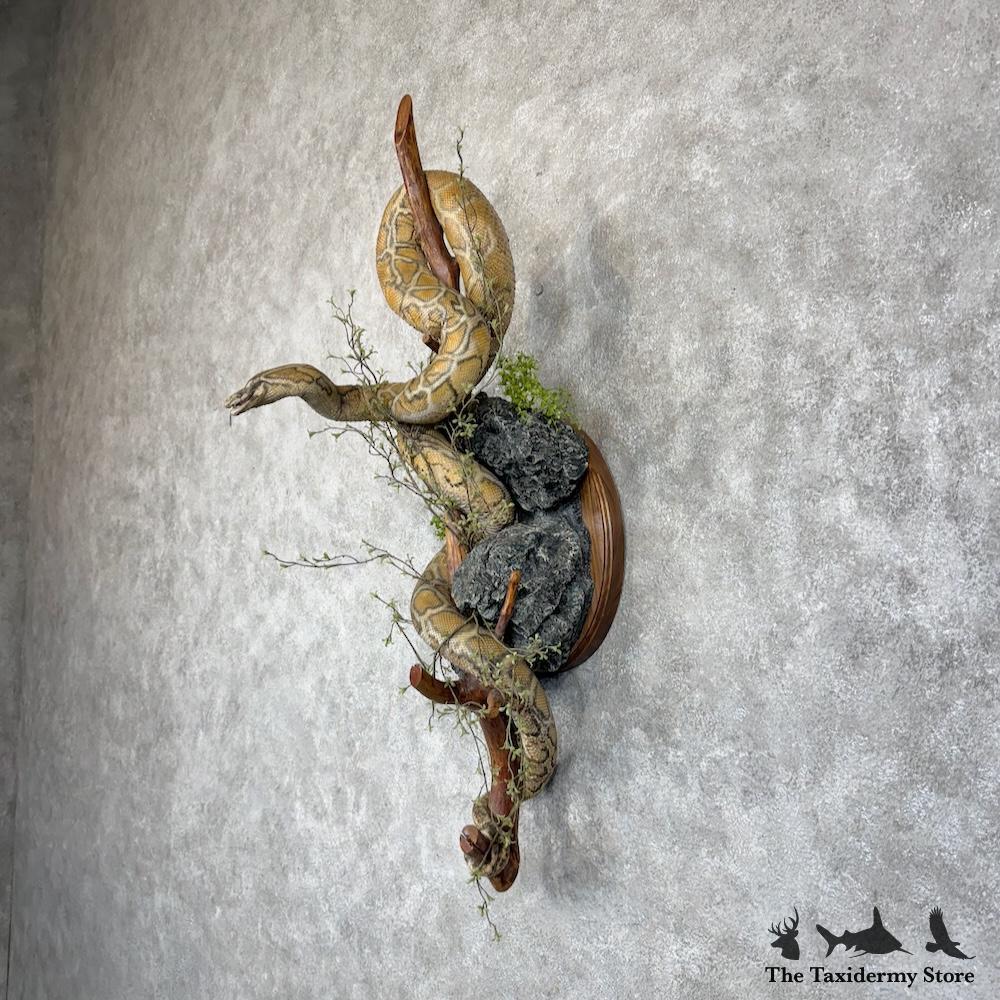 #30154 E | African Rock Python Life-Size Snake Mount For Sale