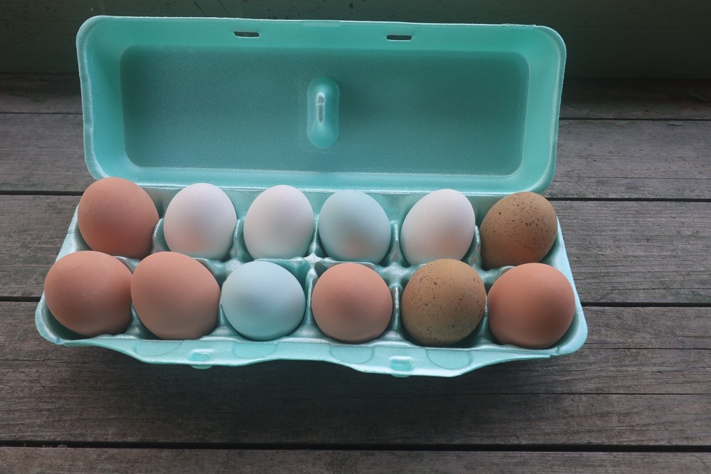 Styrofoam Bulk Egg Cartons (50 pack)  Green