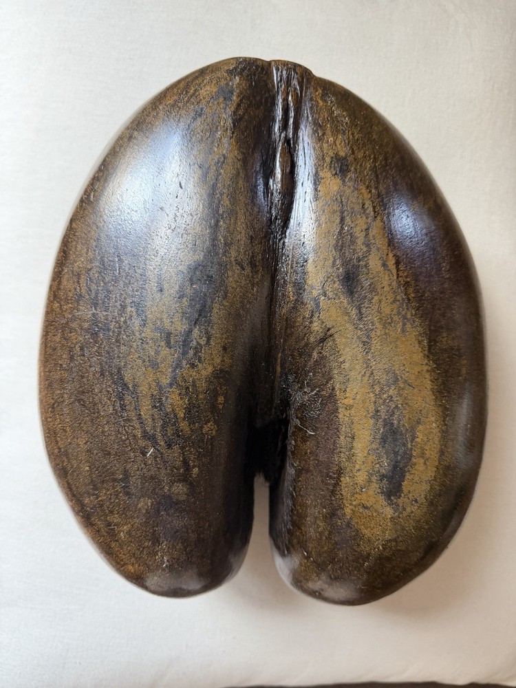 Coco De Mer Coconut, Seychelles Coconut