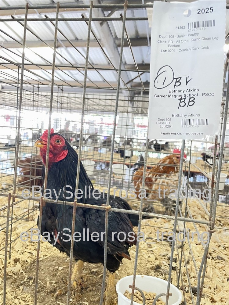 Dark Cornish Bantam Hatching Eggs 10 Pcs