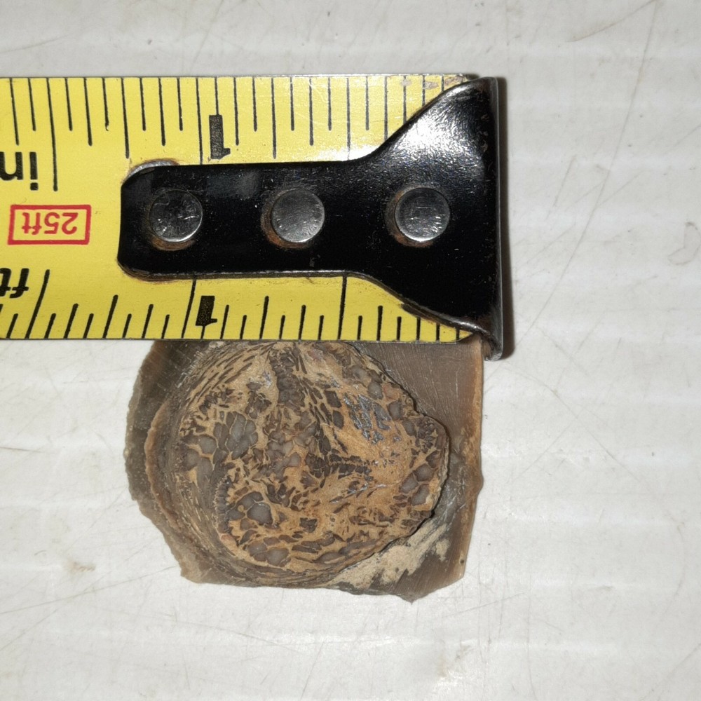 Edrioasteroid Fossil