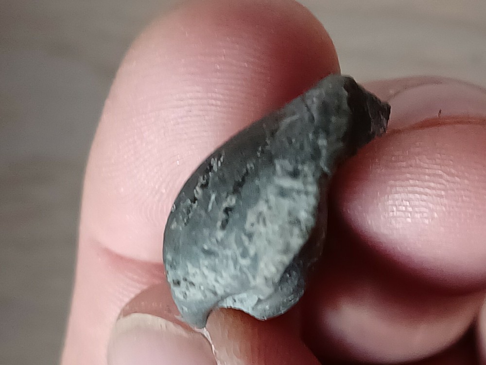 Extremely rare Devonian brachiopod, Eoreticularia Aviceps, Poland, Rocks