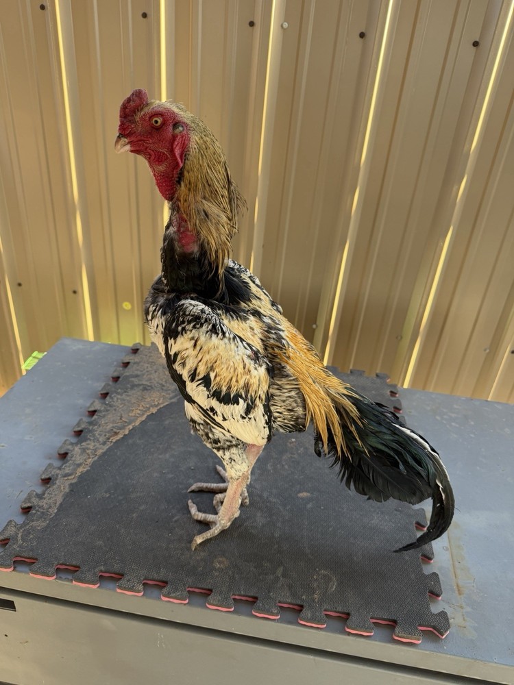 Chicken farm