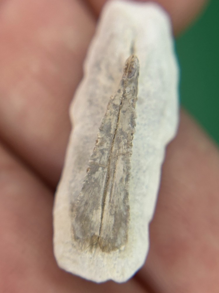 Stingray Dermal Denticle – Bone Valley, Florida Fossil