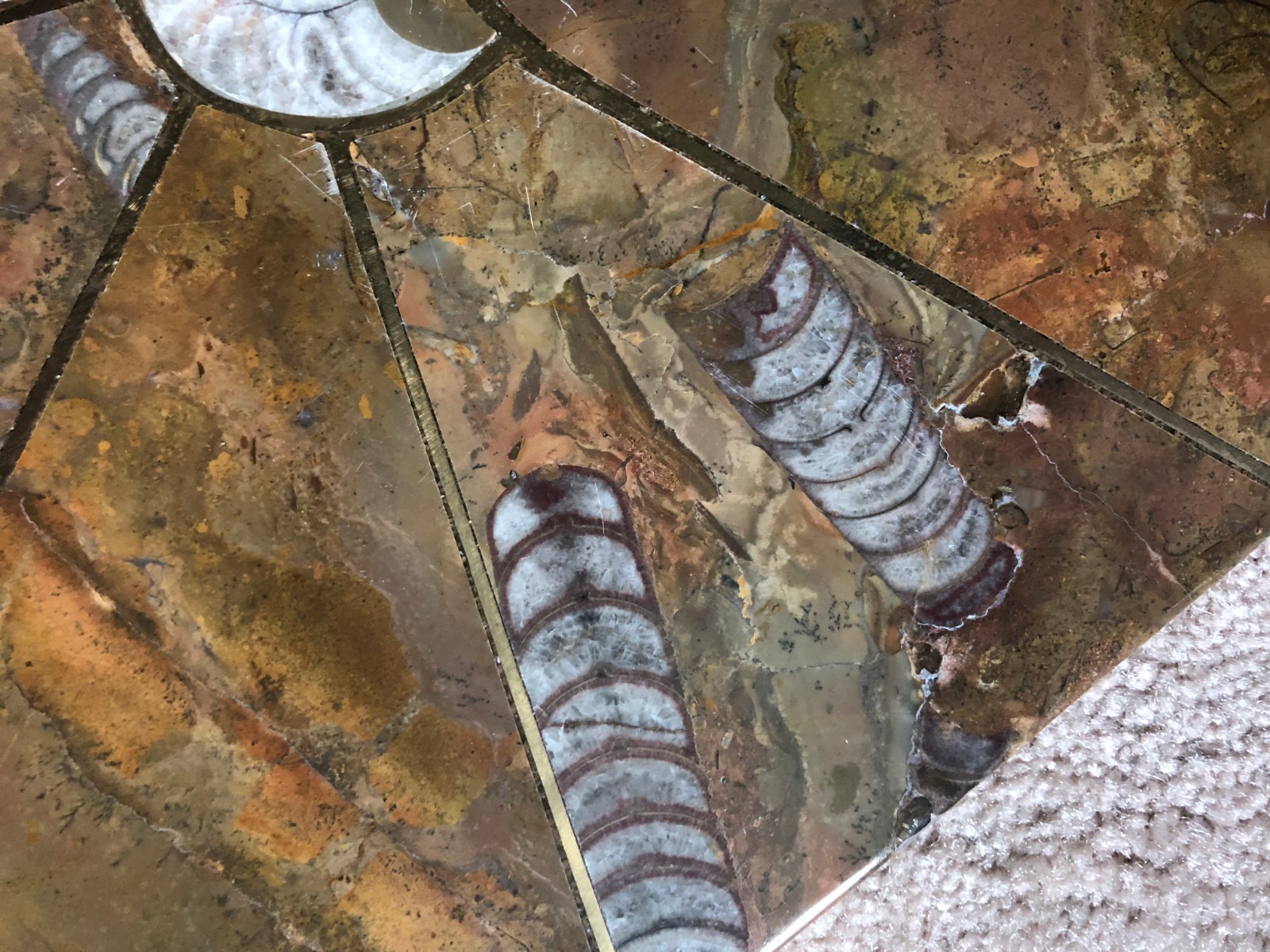 Ammonite Orthoceras Fossil Table Top Tabletop Nightstand 12-1/4" Inlay plate