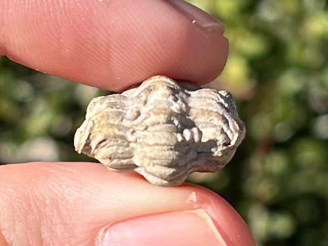 Oklahoma Fossil Trilobite Paciphacops campbelli Devonian Age Bug Enrolled