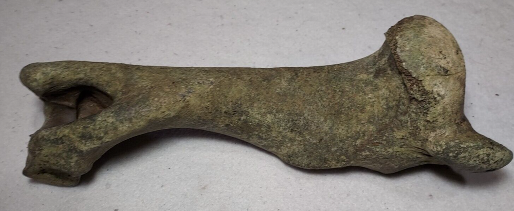 Bison Right Humerus Bone Fossil from Ice Age