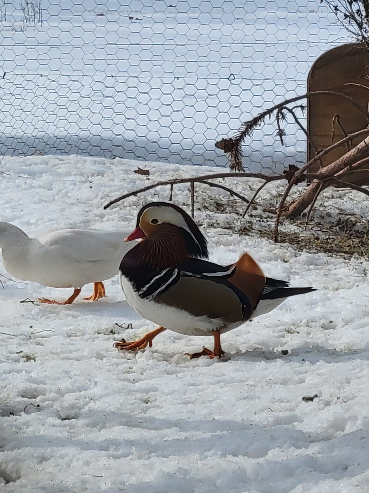 6+ Mandarin Duck Hatching Eggs. PRESALE!! Ship late April/May NPIP