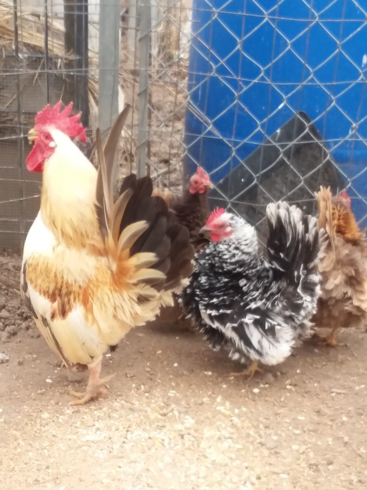 10+ Fertile Serama Chicken Hatching Eggs