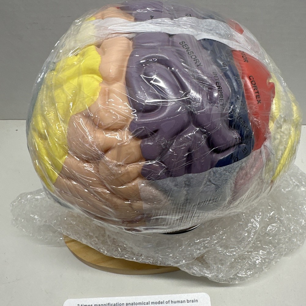 Brain Model 3D, 2 Times Enlargement 4-Part Human Brain Model with Functional ...