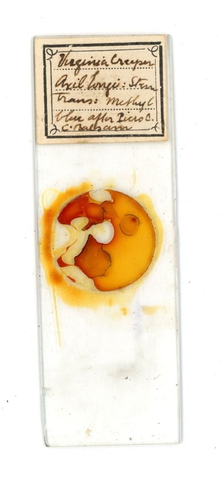 Antique glass Microscope slide Virginia Creeper sample #15