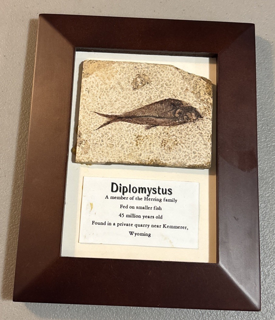 Framed Diplomystus Fish Fossil~Herring Family~Kemmerer, Wyoming USA