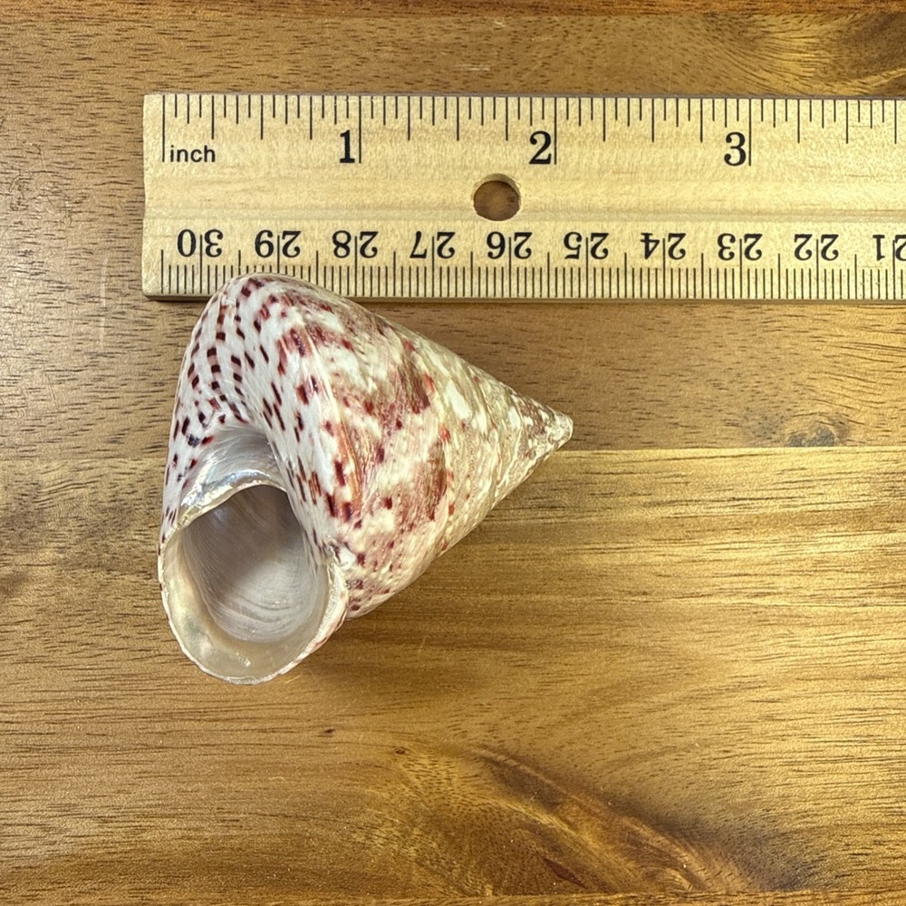Red Stripe Trochus Topshell 2” Great Specimen Natural