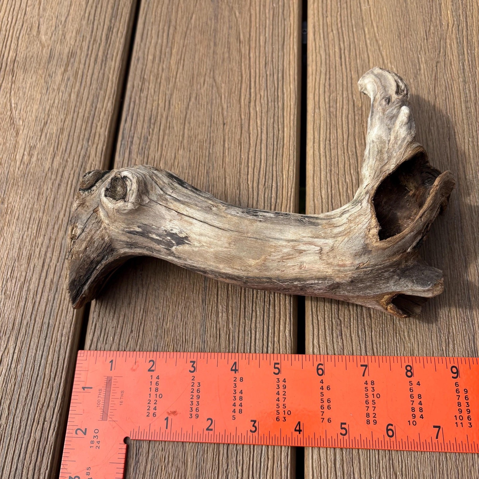 Small Tree Shaped Driftwood 9x3x7 – Sculptural Wood with Hollows Aquarium