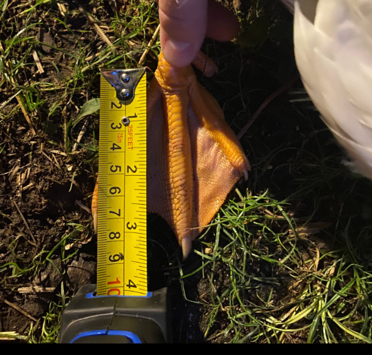 Rooster/Turkey Splint- Customized to your size needs
