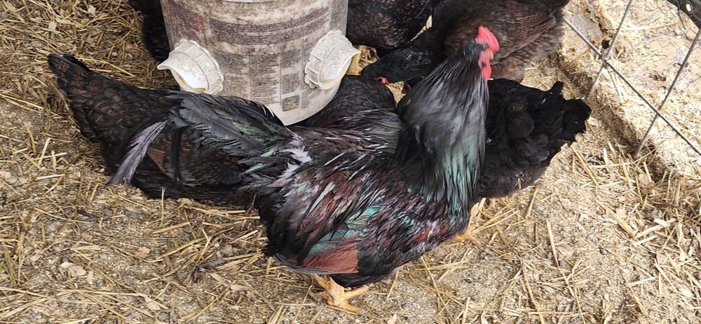 8+ Dark Cornish Hatching Eggs