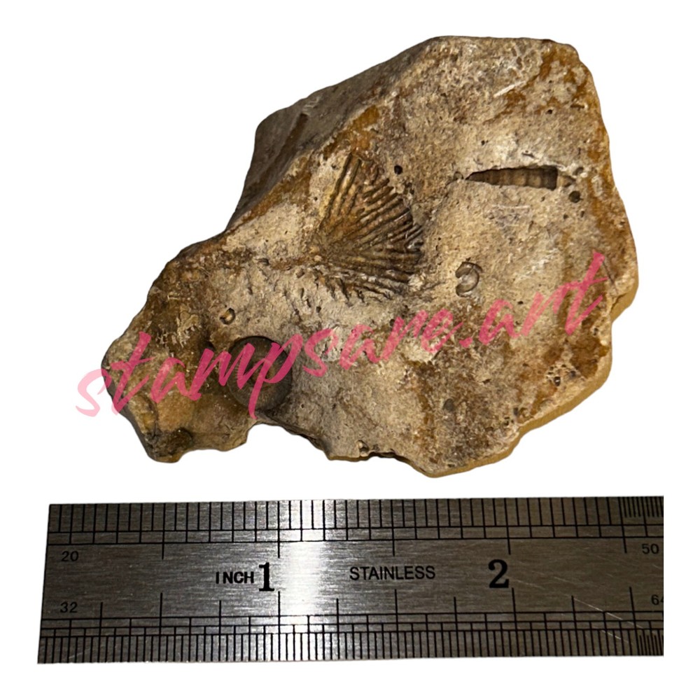 Four Imprint Fossils