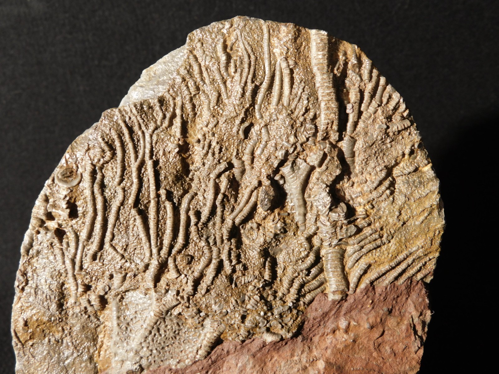 Larger! 430 Million Year Old! CRINOID Fossil or Sea LILY Fossil Morocco 601gr