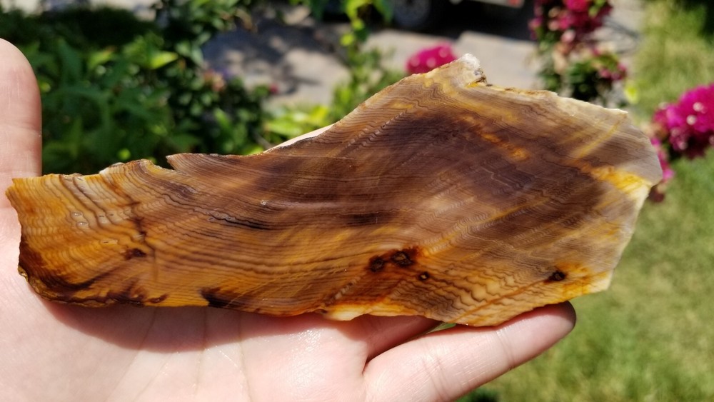 Herringbone Hell's Canyon Petrified Wood Slab