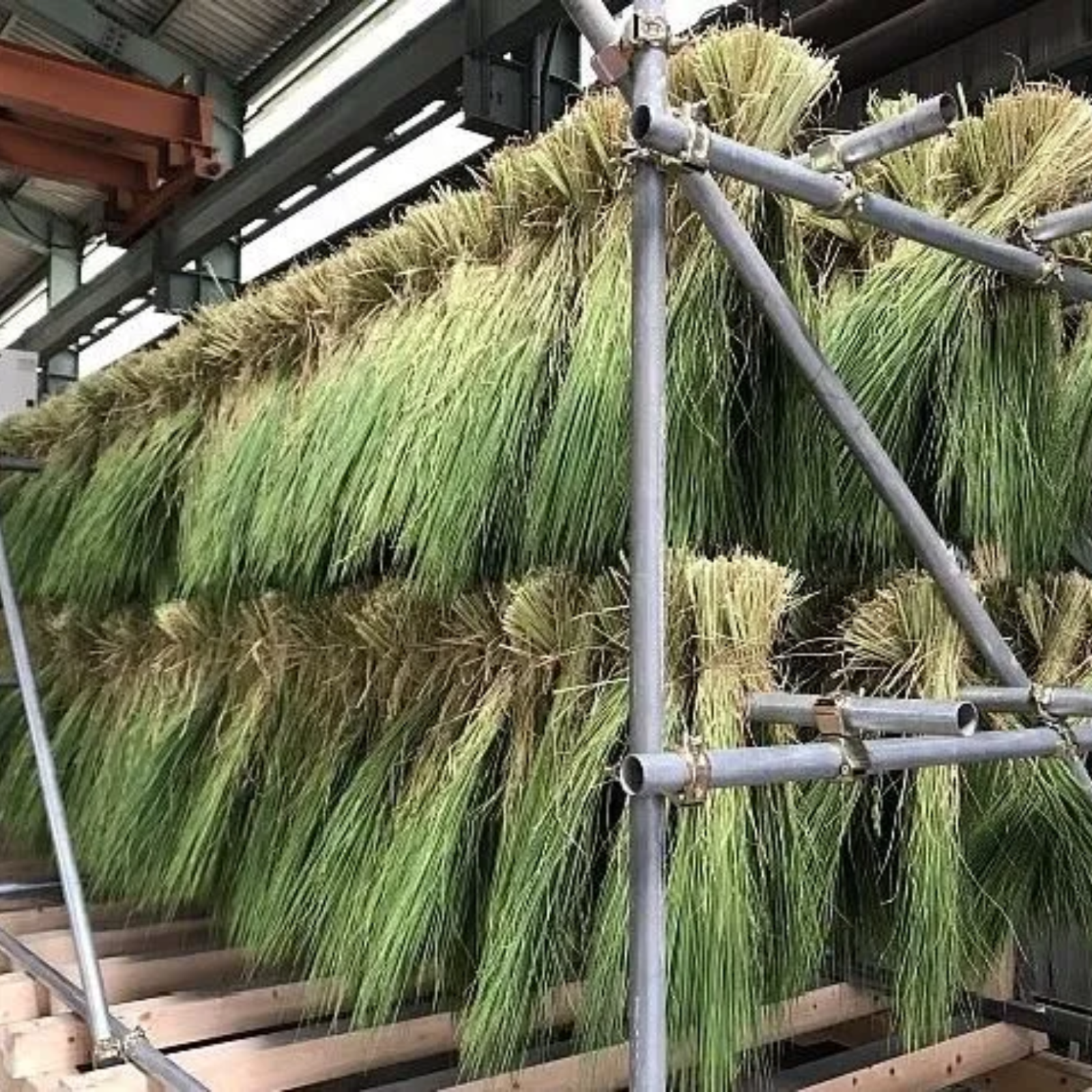 Shimenawa Kamidana Sacred Rope 45cm Daikoku Japan New