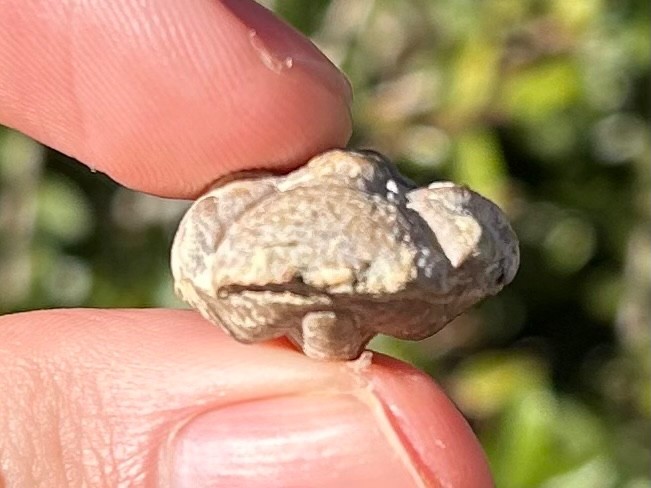 Oklahoma Fossil Trilobite Paciphacops campbelli Devonian Age Bug Enrolled
