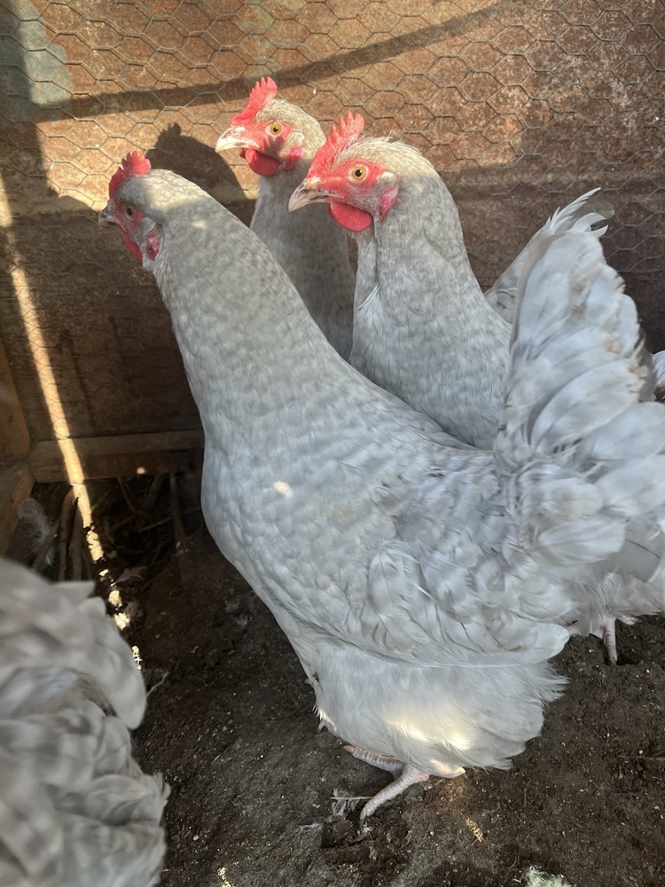 Lavender Cuckoo Orpington Chicken Hatching Eggs 11 + pack