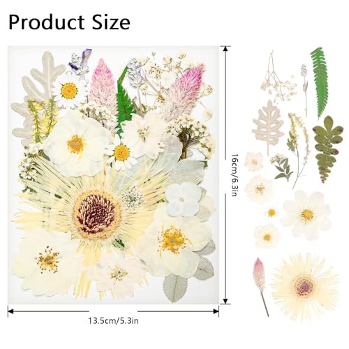 50Pcs Dried Pressed Flowers Real Pressed Flowers Natural Dry Leaves Bulk White