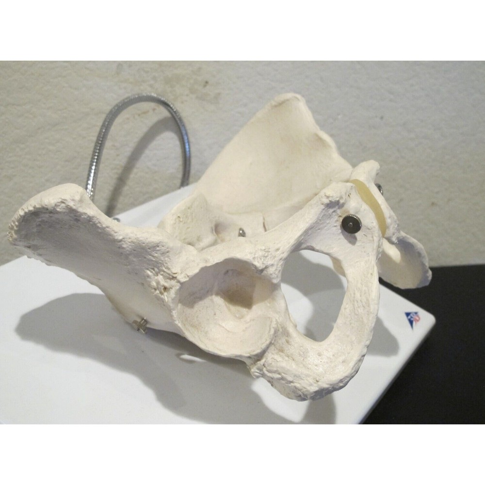 3B Scientific Human Anatomical Pelvis Skeleton Model