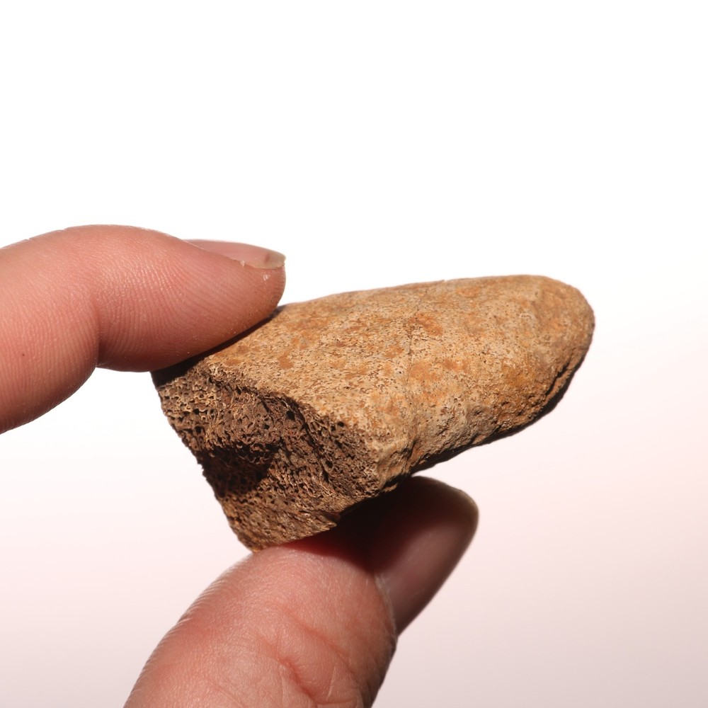 Triceratops Eppocipital Partial - Dinosaur Bone Hell Creek Formation Cretaceous