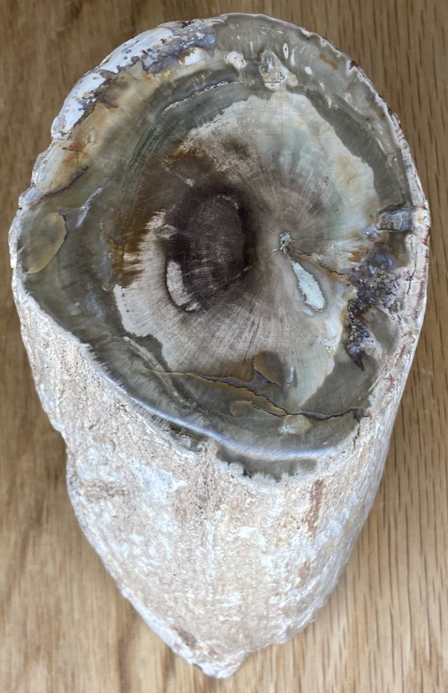 Fossil Specimen, Silicified Tree Branch Section, USA, 90mm