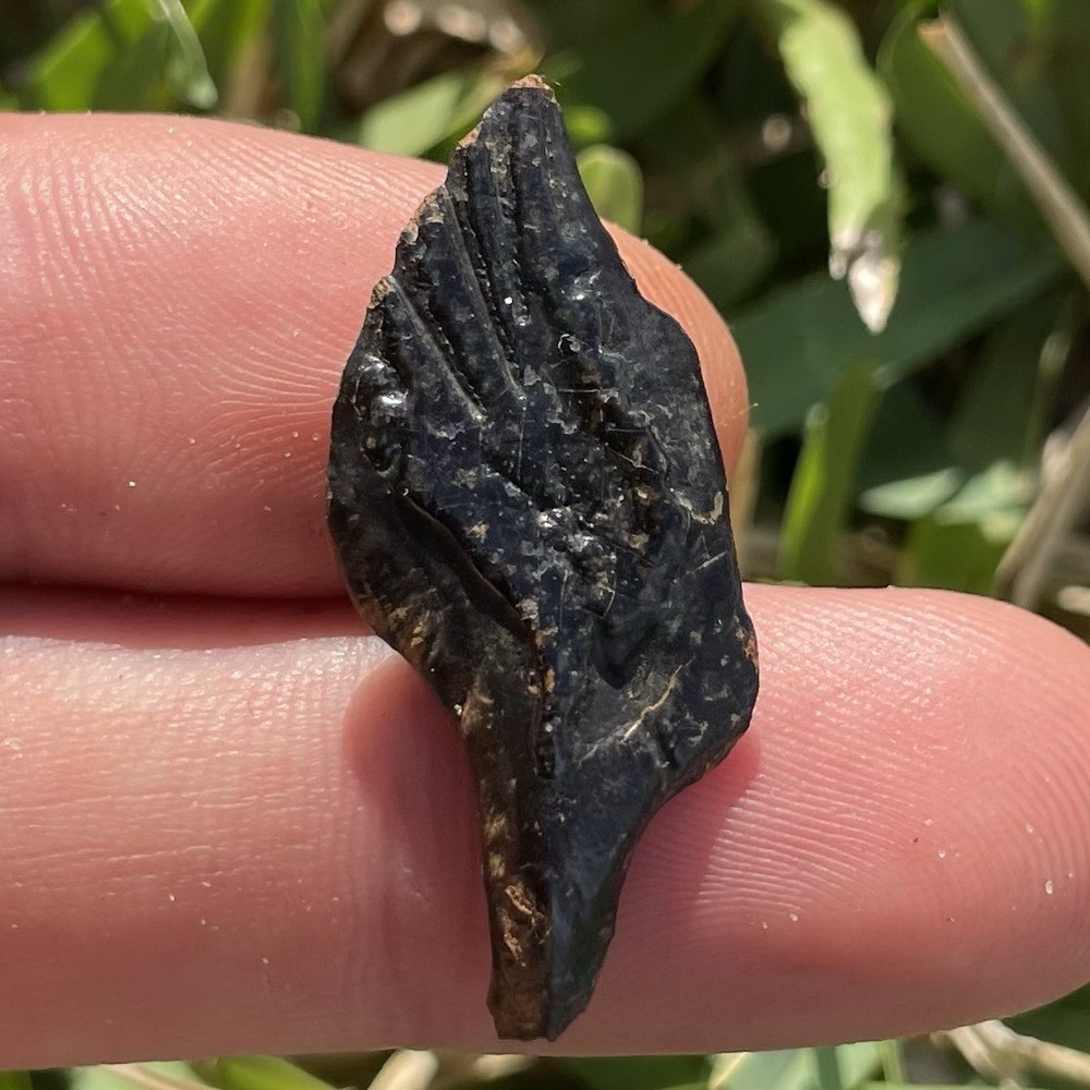 Huge Fossilized Gar Scale 1.3”