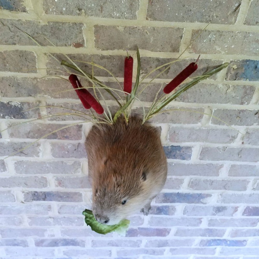 Half Beaver Wall-mount with Reed Background - NEW
