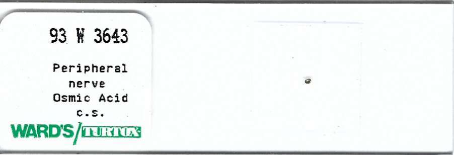 Peripheral Nerve Osmic Acid Microscope Slide