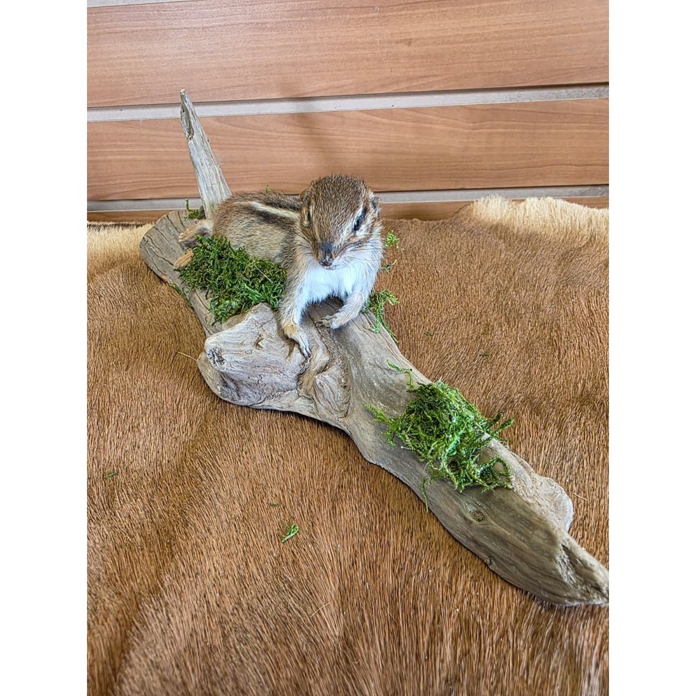 FHCK112 - Chipmunk Taxidermy Mount