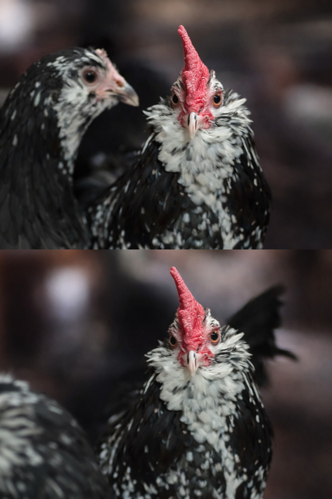 8 Black Mottled D’uccle Hatching Eggs