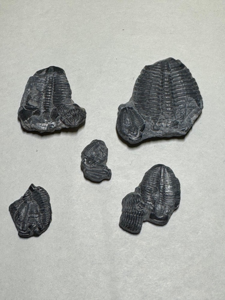 ELRATHIA FOSSIL TRILOBITES 5 MULTIPLES #3