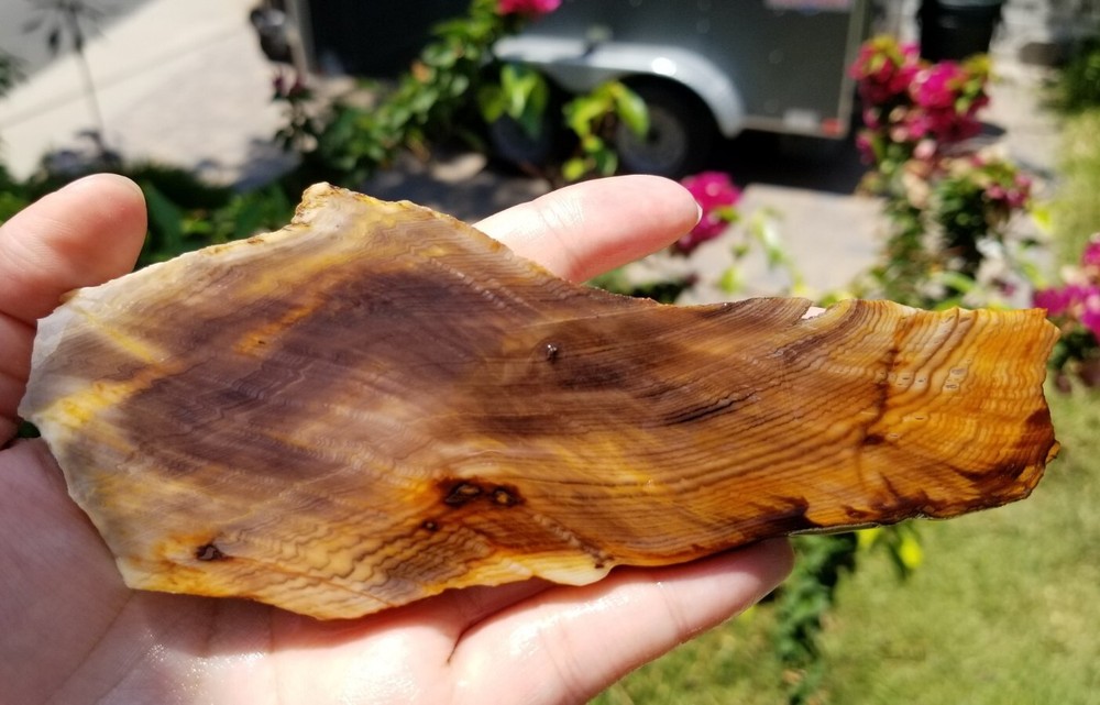 Herringbone Hell's Canyon Petrified Wood Slab