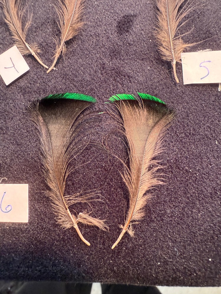 Twelve Wired Bird of Paradise