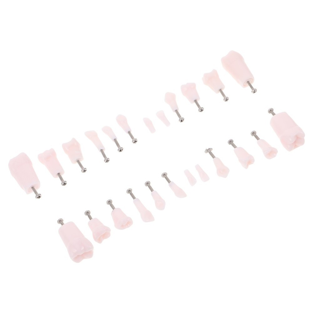 24 Pcs Dental Practice Teeth Typodont Teaching Model Removable Tooth Set