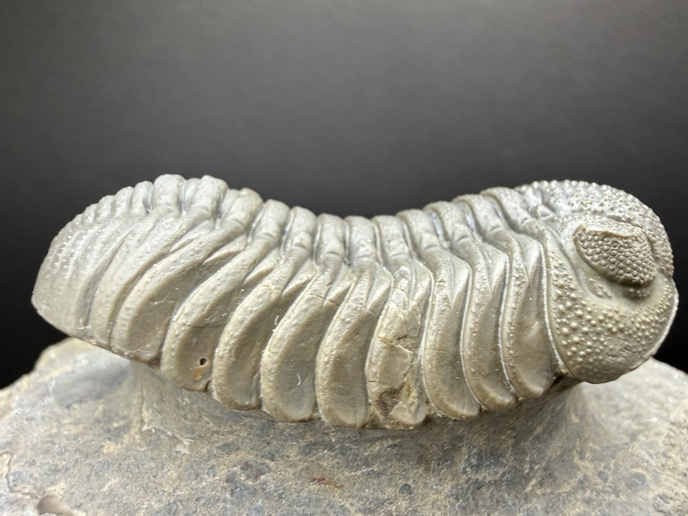 Moroccops Trilobite - Top Quality Specimen