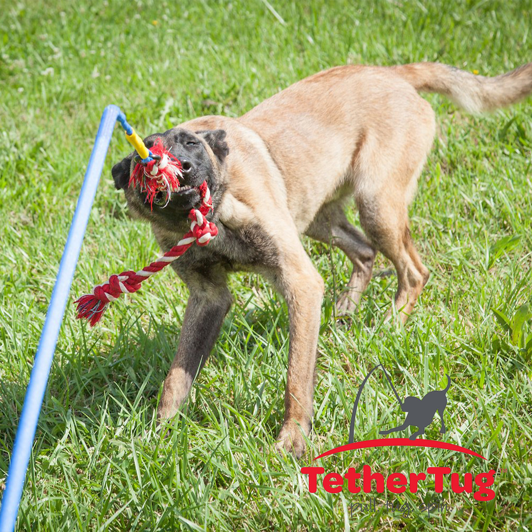 Tether Tug V2 Outdoor Dog Interactive Toy Tugging Pull Exercise 5-70 lbs and Up
